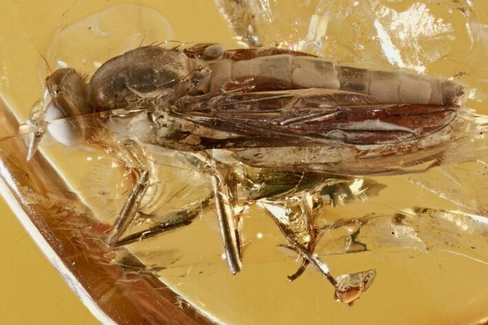 Huge Fossil Awl-Fly (Xylophagidae) In Baltic Amber - Rare! #272691